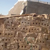 کفتر سینه سیاه پولکی|پرنده|تربت‌حیدریه, باغ ملی|دیوار