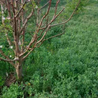 کارگر باغ وباغچه|خدمات باغبانی و درختکاری|ارومیه, |دیوار