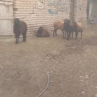 بره ماده قزل افشار