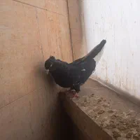 سینه سیاه نر