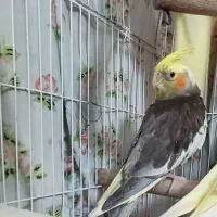 عروس نر ۴۵۰|پرنده|لاهیجان, شیشه گران|دیوار