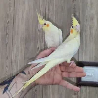 جوجه عروس هلندی