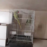 طوطی مولد ب شرط گرین چیک عروس هلندی شاه طوطی|پرنده|سقز, |دیوار