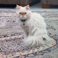 حیوانات|گربه|گنبد کاووس, |دیوار