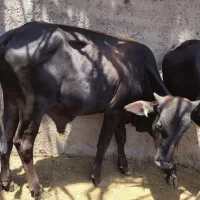 گاو
