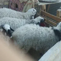 میش چاق بره چاق|حیوانات مزرعه|رفسنجان, |دیوار