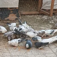 کفتر پرشی تیرماه