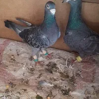 سلام یک جفت المانی اس فروشی