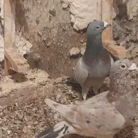 ۳ تا نر زرنگ و زد خوردی. فیض اباد|پرنده|مه ولات, |دیوار