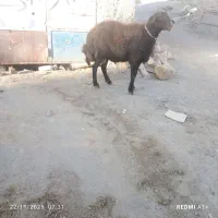 قوچ چهار دندون گله گرد درجه یک