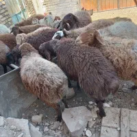 میش هترو دوقلو سه قلو زای بشرت ازمایش|حیوانات مزرعه|جوین, |دیوار