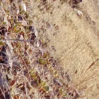 سگ  سرابی|سگ|هوراند, |دیوار