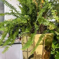 گلدان|گل و گیاه طبیعی|پاکدشت, پاکدشت (مامازند)|دیوار