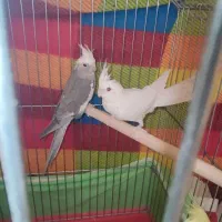 عروس هلندی البینو وایت فیس ایزابلا