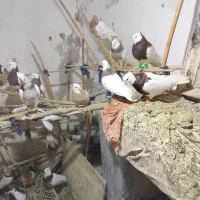 کبوتر طوقی|پرنده|خوشاب, |دیوار