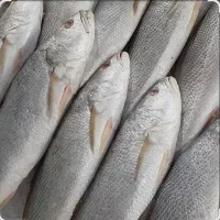 فروش انواع ماهی تازه و صید روزدر چابهار|ماهی|تهران, چیتگر جنوبی|دیوار