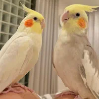 جفت عروس هلندی مولد درجه یک