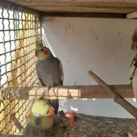 4عدد عروس هلندی|پرنده|رامسر, |دیوار