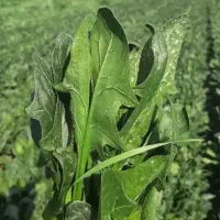 سبزی خورشتی کامل درجه یک دونه ۹