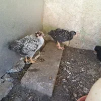 جوجه مرغ
