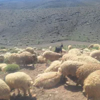 بره بره گوسفنده قوچ میش بز بزغاله|حیوانات مزرعه|اصفهان, شهرک کاوه|دیوار