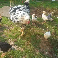 مرغ گلین  قلم سیاه خال  خالی ریشو باجوجه|حیوانات مزرعه|بهنمیر, |دیوار