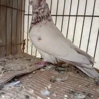 کفتر آس خال و پرش