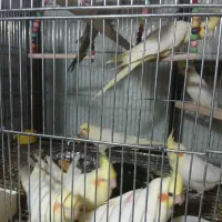 عروس هلندی ۳ ماهه