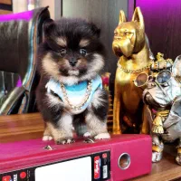 پامرانین خرسی/ پودل عروسکی / شیتزو فلت/ سگ فنجونی