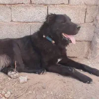 سگ قره سراب|سگ|رفسنجان, |دیوار