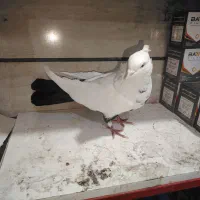 بوینی قرمز تهرانی|پرنده|مرند, |دیوار