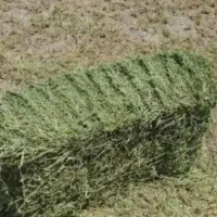 یونجه درجه یک