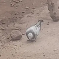 یک جفت کبوترمسافتی|پرنده|مینودشت, |دیوار