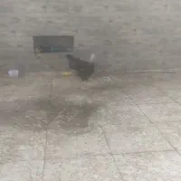 مرغ خانگی شوتی|پرنده|اندیمشک, |دیوار