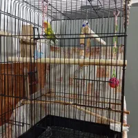 طوطی برزیلی|پرنده|سقز, |دیوار