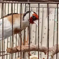 سهره