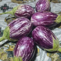 مگدوس مخلل و ترشی|خوردنی و آشامیدنی|قم, سراجه (۱۵ خرداد)|دیوار