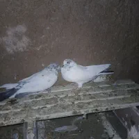 کبوتر|پرنده|کوهدشت, |دیوار