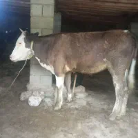 فروش گاو قربانی