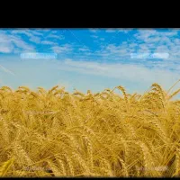 فروش گندم پیشگام