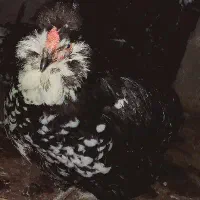 گلین درجه یک