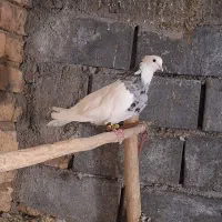 کبوتر طوقی زرین|پرنده|کهک, |دیوار