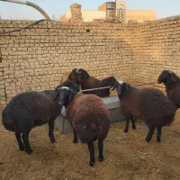 بره نر و ماده