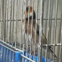 سهره کلکسیونی و معمولی شلاقی