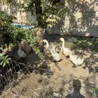 قوغاز لیندا