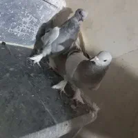 کبوتر ترک بازی دار