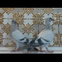 کفتر‌یا‌کبوتر‌شامی‌کاکلی‌‌‌ساده‌کلاغ‌یهودی‌