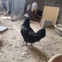 خروس سیاه دورگه بفروش میرسد