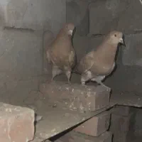 جفت کبوتر زرد پرشی|پرنده|نقده, |دیوار