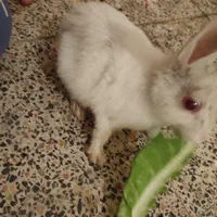 خرگوش